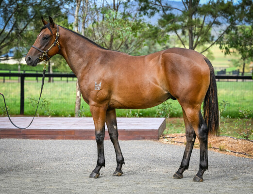 Lot 379: Cosmic Force / Lilly Pilly