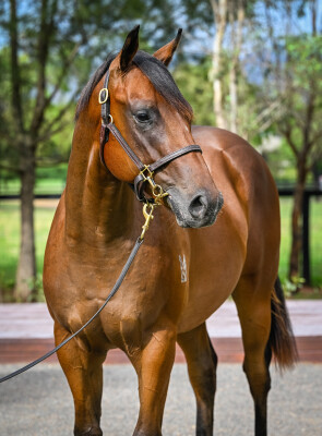 Lot 379: Cosmic Force / Lilly Pilly