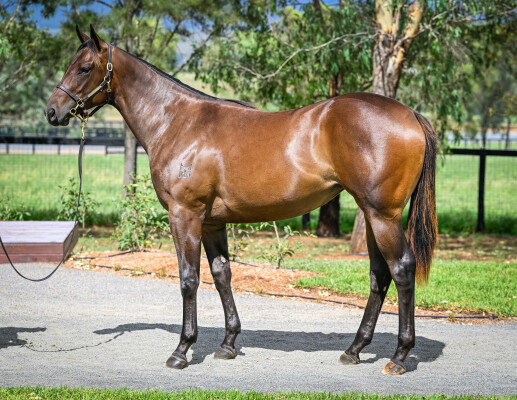 Lot 462: Russian Revolution / Munjai