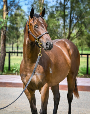 Lot 462: Russian Revolution / Munjai