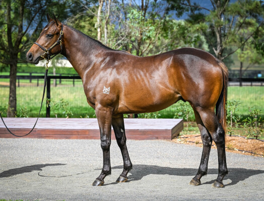 Lot 586: Brutal (NZ) / Rock the World