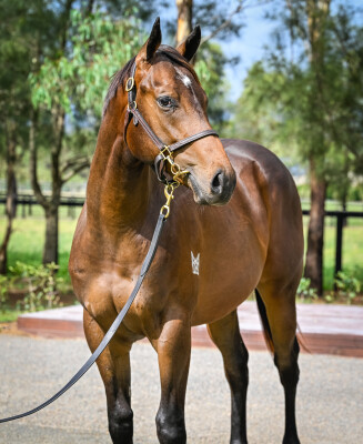 Lot 586: Brutal (NZ) / Rock the World