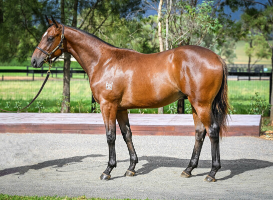 Lot 700: Wild Ruler / Supreme Mind