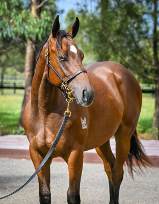 Lot 700: Wild Ruler / Supreme Mind