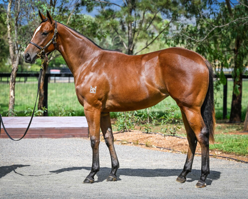 Lot 801: Capitalist / Zinzi