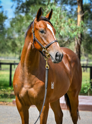 Lot 801: Capitalist / Zinzi