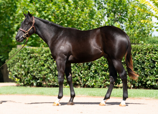 Lot 60: The Autumn Sun / Belladini