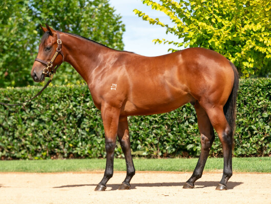 Lot 118: Pinatubo (IRE) / Cinderella