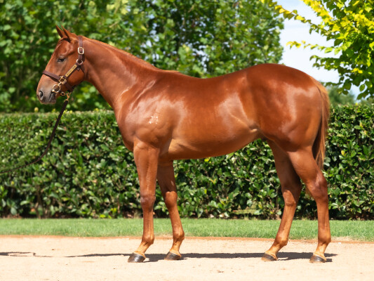 Lot 359: Street Boss (USA) / Lady Naturaliste