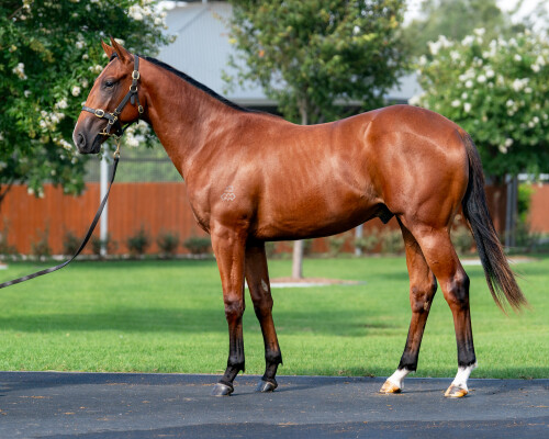 Lot 70: Maurice (JPN) / Blue Charm