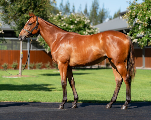 Lot 72: The Autumn Sun / Bollywood (JPN)