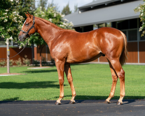 Lot 129: The Autumn Sun / Couronne (JPN)