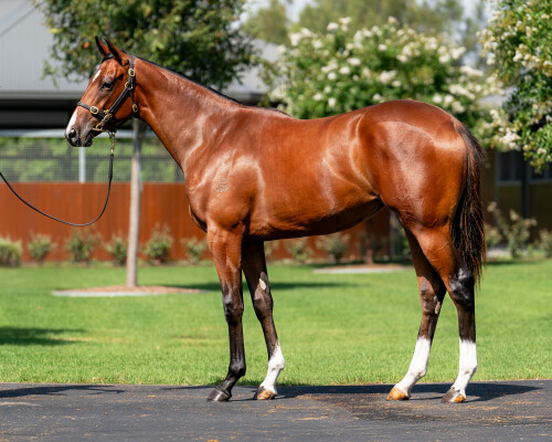 Lot 144: The Autumn Sun / Dawned (NZ)