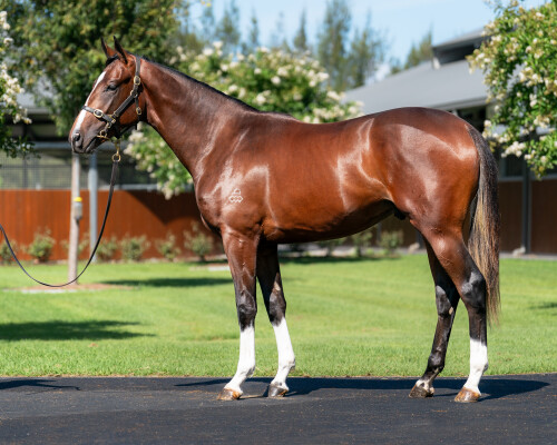 Lot 147: Dundeel (NZ) / Deepwood Vale