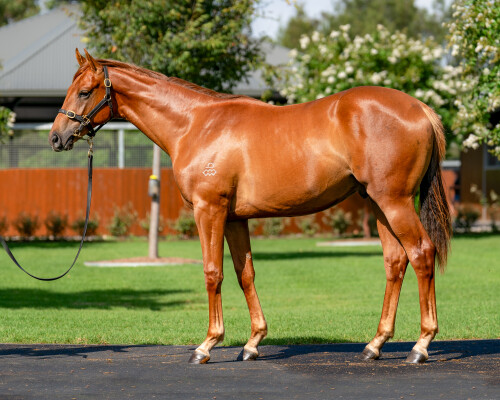 Lot 163: Admire Mars (JPN) / Didn't Mention It