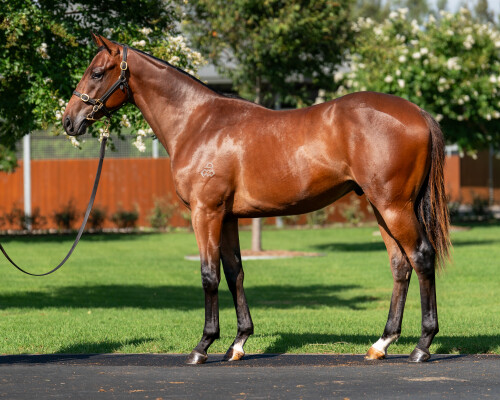 Lot 208: The Autumn Sun / Fairouz (USA)