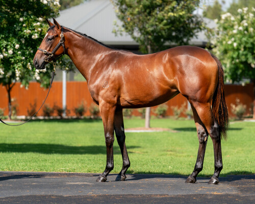 Lot 214: Shalaa (IRE) / Favrow
