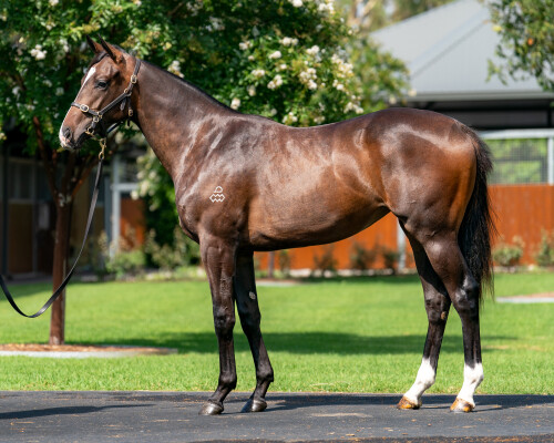 Lot 262: The Autumn Sun / Gravity Zero