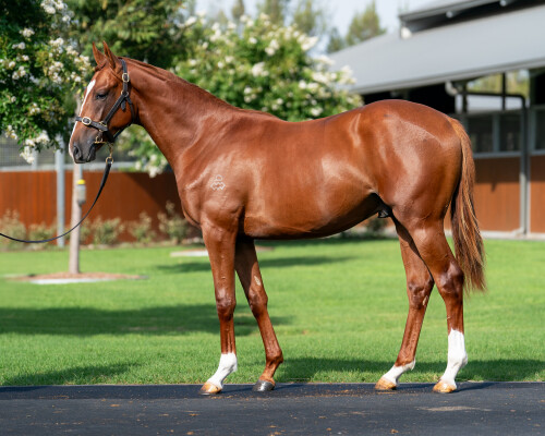 Lot 292: Admire Mars (JPN) / High Fashion