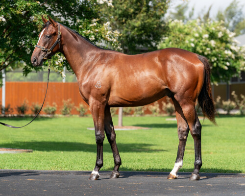 Lot 315: Palace Pier (GB) / Iffragal (NZ)