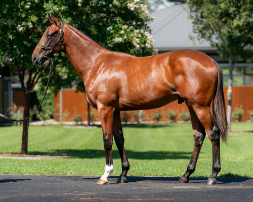 Lot 337: Admire Mars (JPN) / Jawaani
