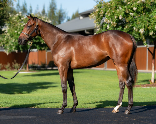 Lot 350: Castelvecchio / Keiai Tsubaki