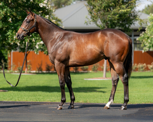 Lot 357: The Autumn Sun / Lady Kanaloa