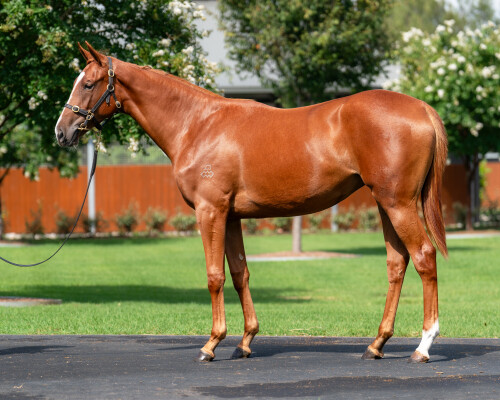 Lot 404: Palace Pier (GB) / Maid of Heaven