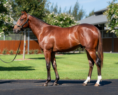 Lot 427: Farnan / Miss Guggenheim