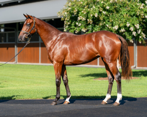 Lot 449: The Autumn Sun / More Oomph