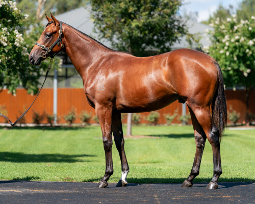 Lot 455: Dundeel (NZ) / Mother's Mercy