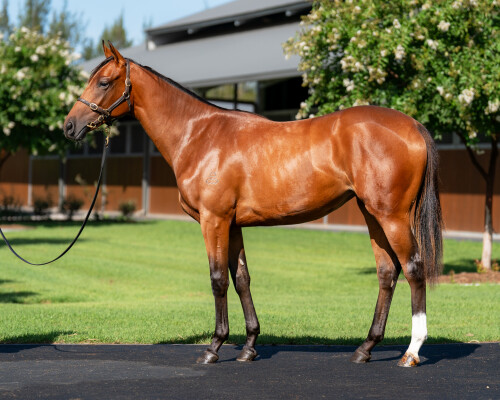 Lot 498: The Autumn Sun / Oriental Dance (JPN)