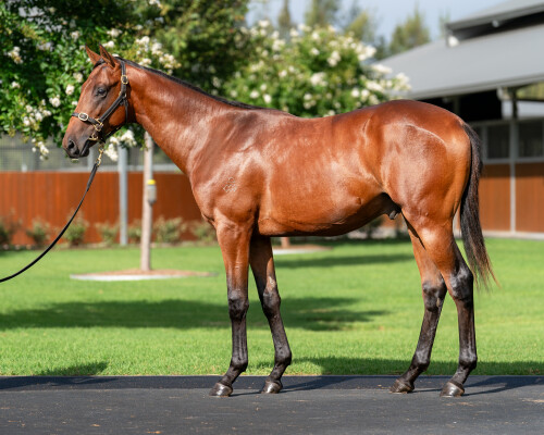 Lot 529: Maurice (JPN) / Polyphonic