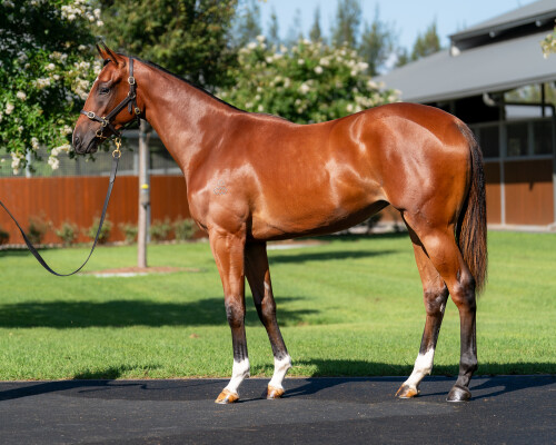 Lot 537: Dundeel (NZ) / Pretty Elsa