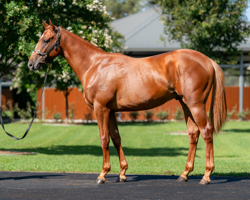 Lot 569: Snitzel / Re Edit