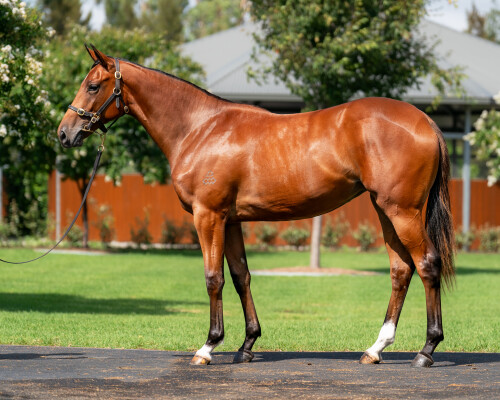 Lot 594: Castelvecchio / Roseito