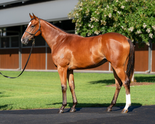 Lot 610: The Autumn Sun / Satono Sapphire (JPN)