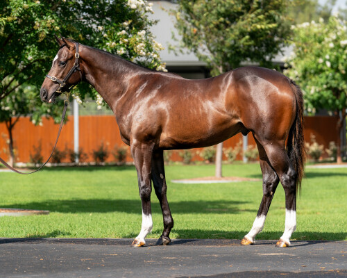 Lot 638: Castelvecchio / Shirayuki (JPN)