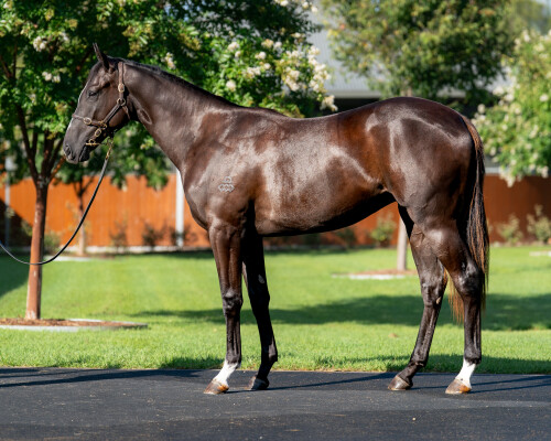 Lot 639: Maurice (JPN) / Shobu