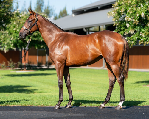 Lot 679: Maurice (JPN) / Spring Heat