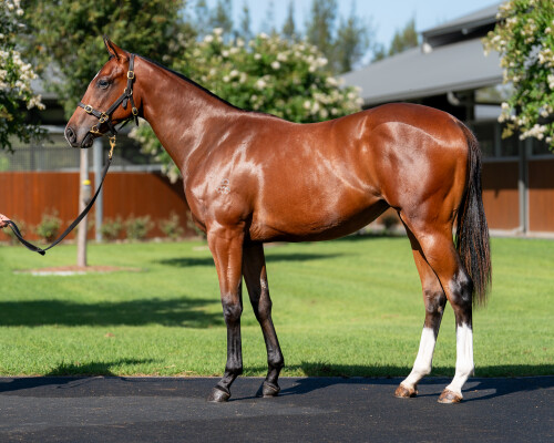 Lot 692: Maurice (JPN) / Stylish Beauty (NZ)