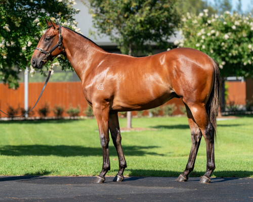 Lot 696: Snitzel / Sultry Dreamer