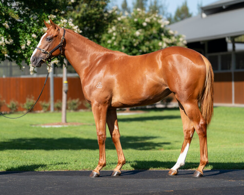 Lot 766: The Autumn Sun / Vona (IRE)