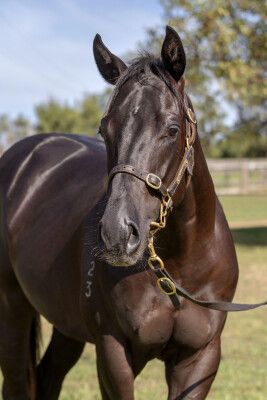 Lot 278: Dirty Work / Hear Tell