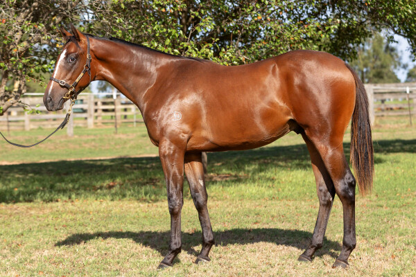 Lot 718: Exceedance / The Snow Queen (NZ)