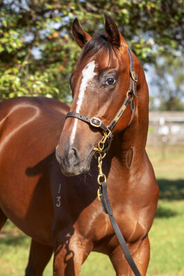 Lot 718: Exceedance / The Snow Queen (NZ)
