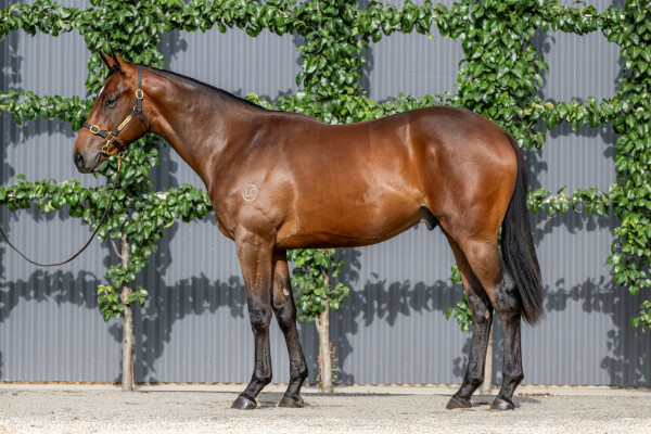 Lot 46: Pierro / Bahama