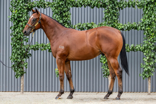 Lot 73: Farnan / Boorooj