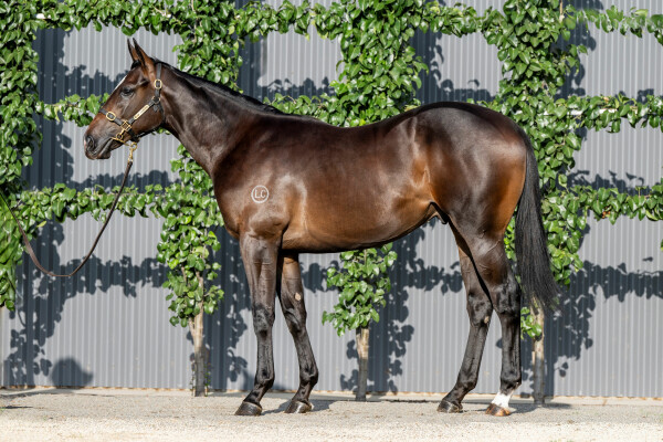 Lot 106: Hellbent / Chabaud (NZ)