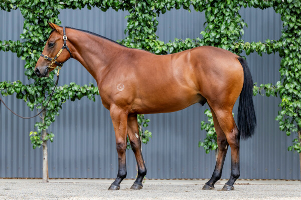 Lot 303: Castelvecchio / I Am Verve